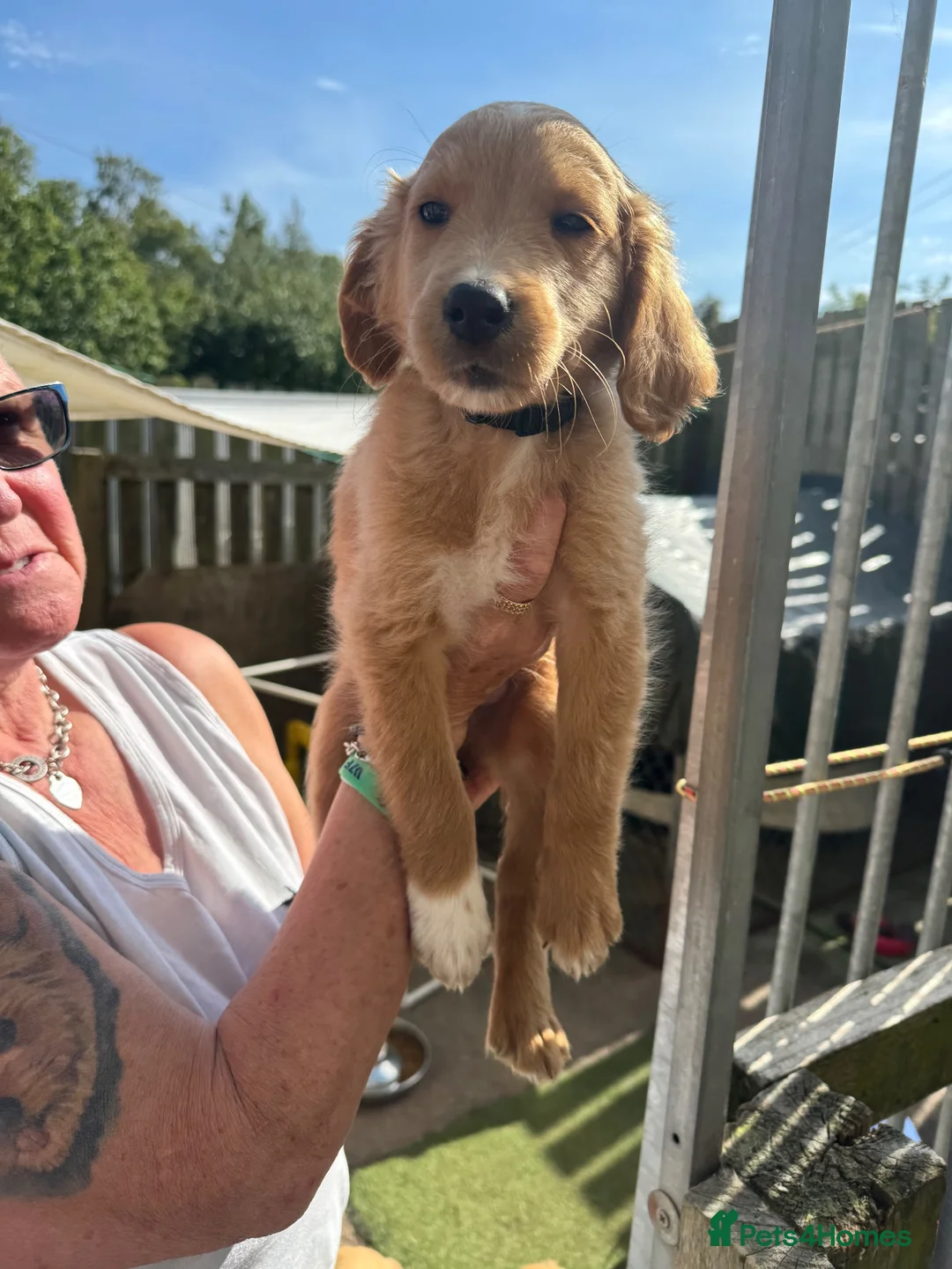 Goldendoodle dogs for sale: F2 Goldendoodles  - Advert 8