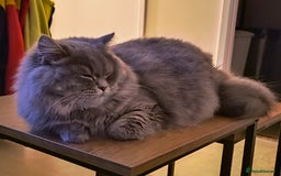 British Longhair cats for sale: Spayed British Longhair Female Adult - Image 5