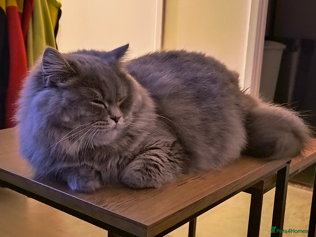 British Longhair cats for sale: Spayed British Longhair Female Adult - Image 5