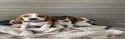 Beagle dogs for sale: Beagle puppy’s  in Doncaster - Advert 12