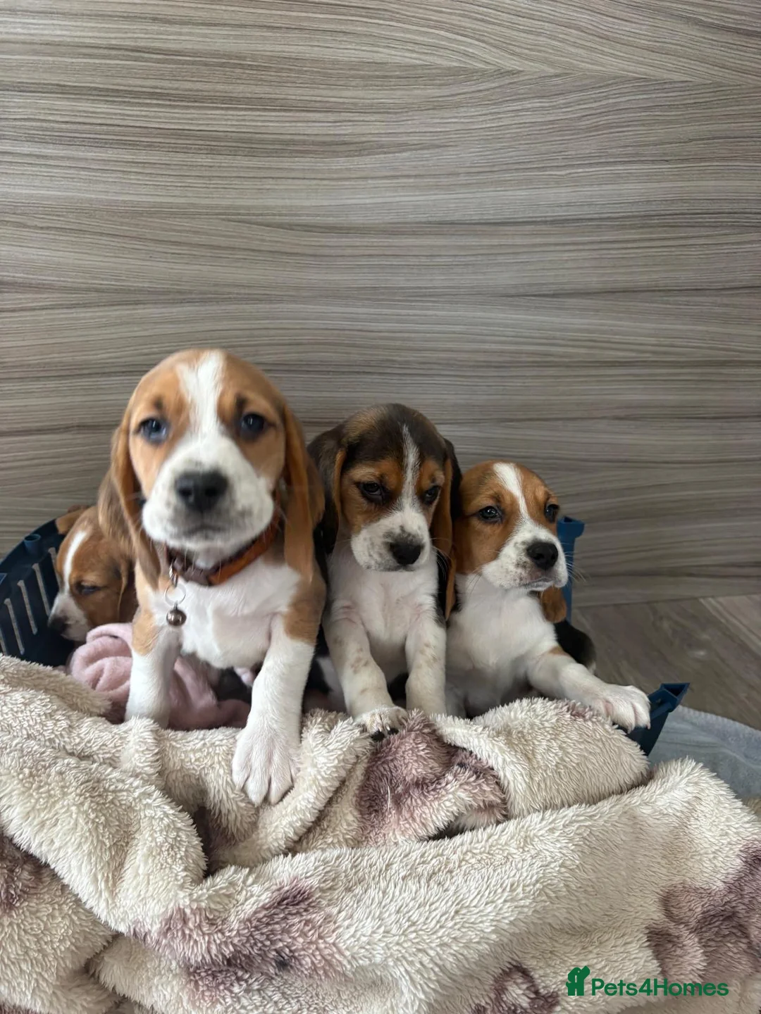 Beagle dogs for sale: Beagle puppy’s  in Doncaster - Advert 12