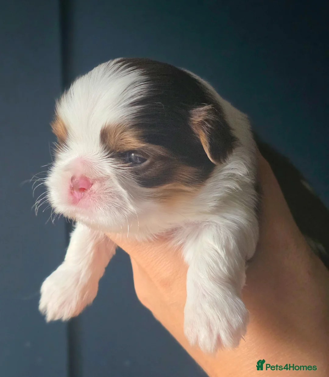 Shih Tzu dogs for sale: KC Registered Last Girl Left - Advert 15