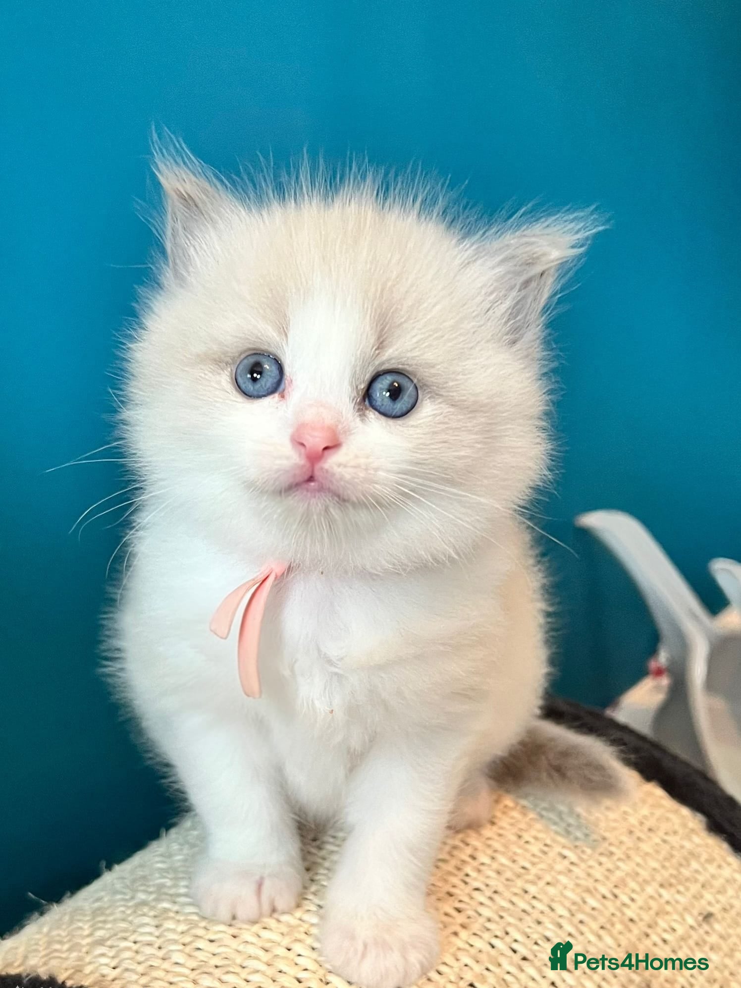 Ragdoll cats CollieKiss Ragdolls – Beautiful TICA Registered - Advert 2