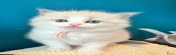 Ragdoll cats for sale: CollieKiss Ragdolls – Beautiful TICA Registered - Advert 34