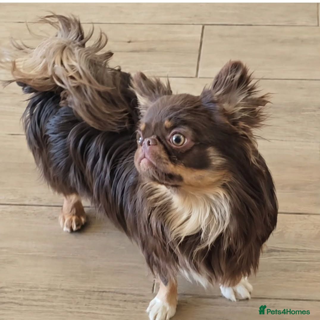 Chihuahua dogs Xx quality chocolate longcoat chihuahua puppies Xx - Advert 2