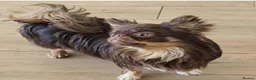 Chihuahua dogs for sale: XX quality chihuahua chocolate longcoat puppies XX - Advert 12