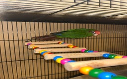 Budgerigars birds for sale: Beautiful Red Crown Conure for sale!!!  - Image 3