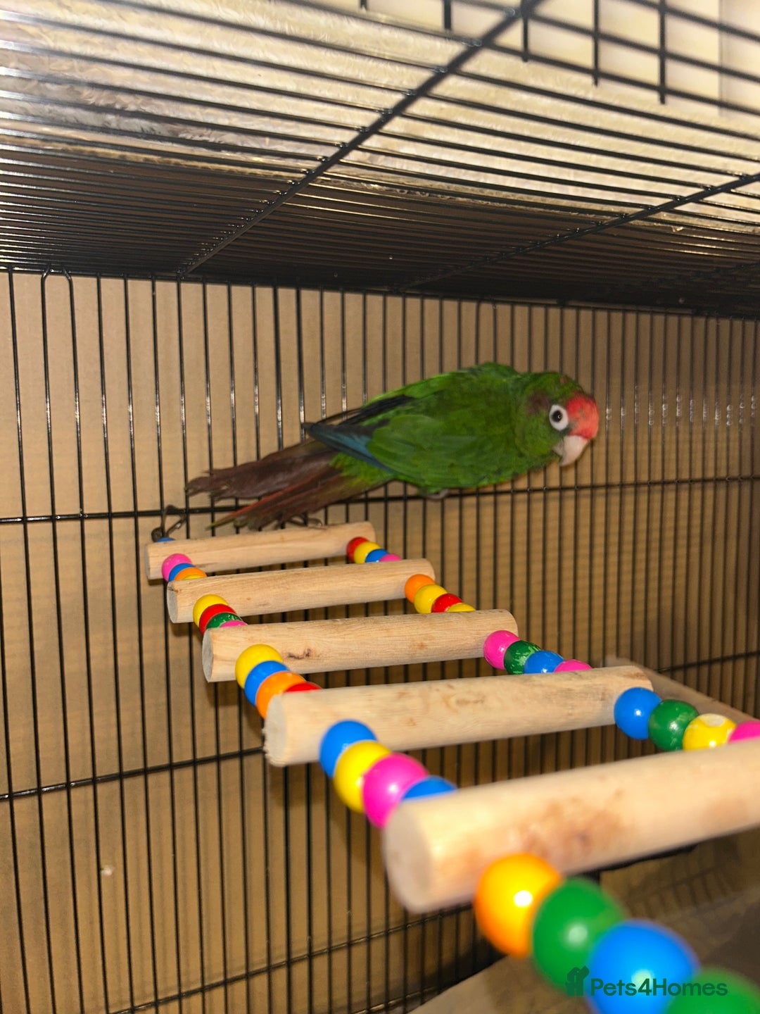 Budgerigars birds for sale: Beautiful Red Crown Conure for sale!!!  - Image 3