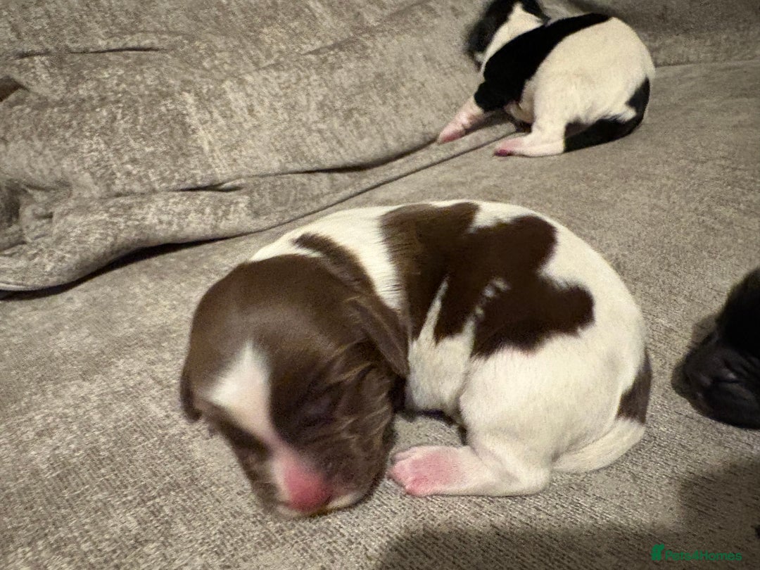 Mixed Breed dogs for sale: 5 BEAUTIFUL SPRINGER/SPROCKER PUPPIES FO SALE  - Advert 29
