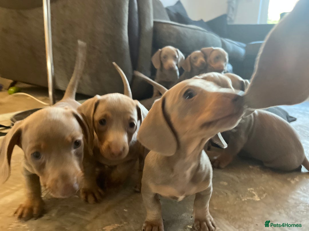 Dachshund dogs for sale: Beautiful Isabella pups exceptional quality  - Image 15