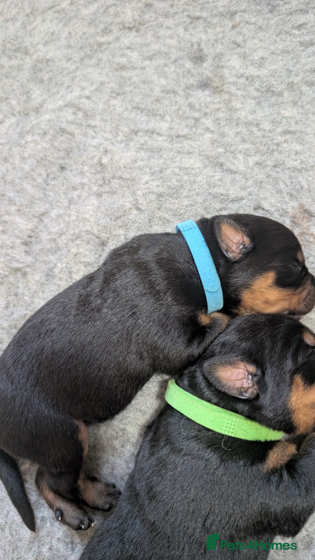 Rottweiler dogs for sale: Rottweiler puppies  - Image 15