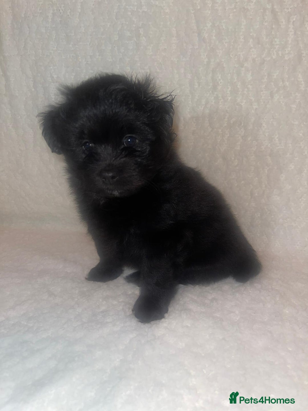 Mixed Breed dogs for sale: LaPom pups for sale Belfast - Advert 8