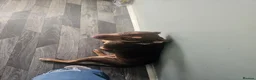 Mixed Breed dogs for sale: Rottweiler x bully - Advert 3
