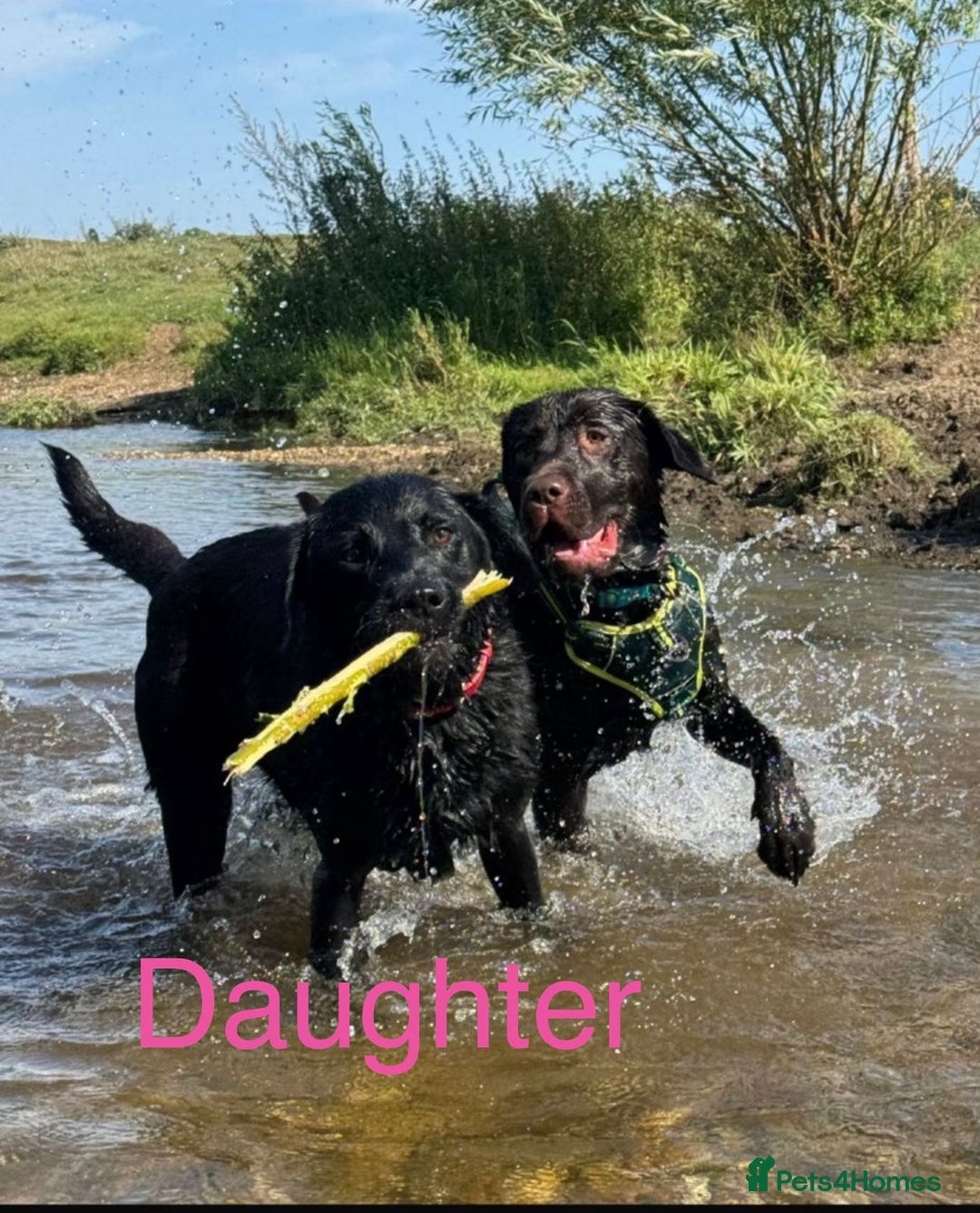 Labrador Retriever dogs for sale: Chunky chocolate Labrador puppies - Advert 8