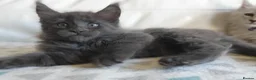 Maine Coon cats for sale: TICA REGISTERED GORGEOUS MAINE COONKITTENS - Advert 24