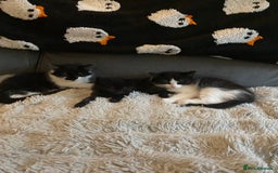 British Longhair cats for sale: Last Baby Girl Left ❤️ - Image 7