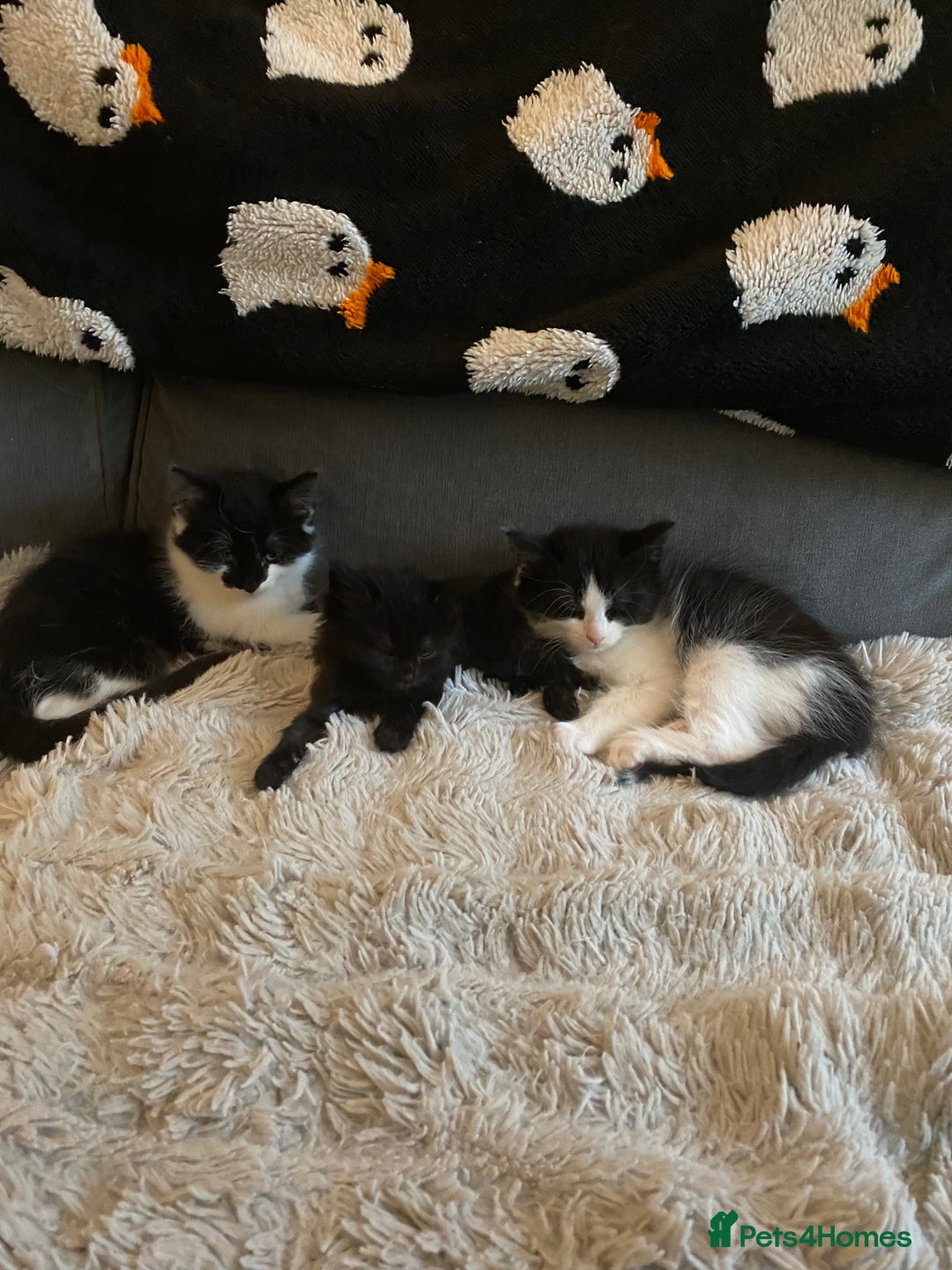 British Longhair cats for sale: Last Baby Girl Left ❤️ - Image 7