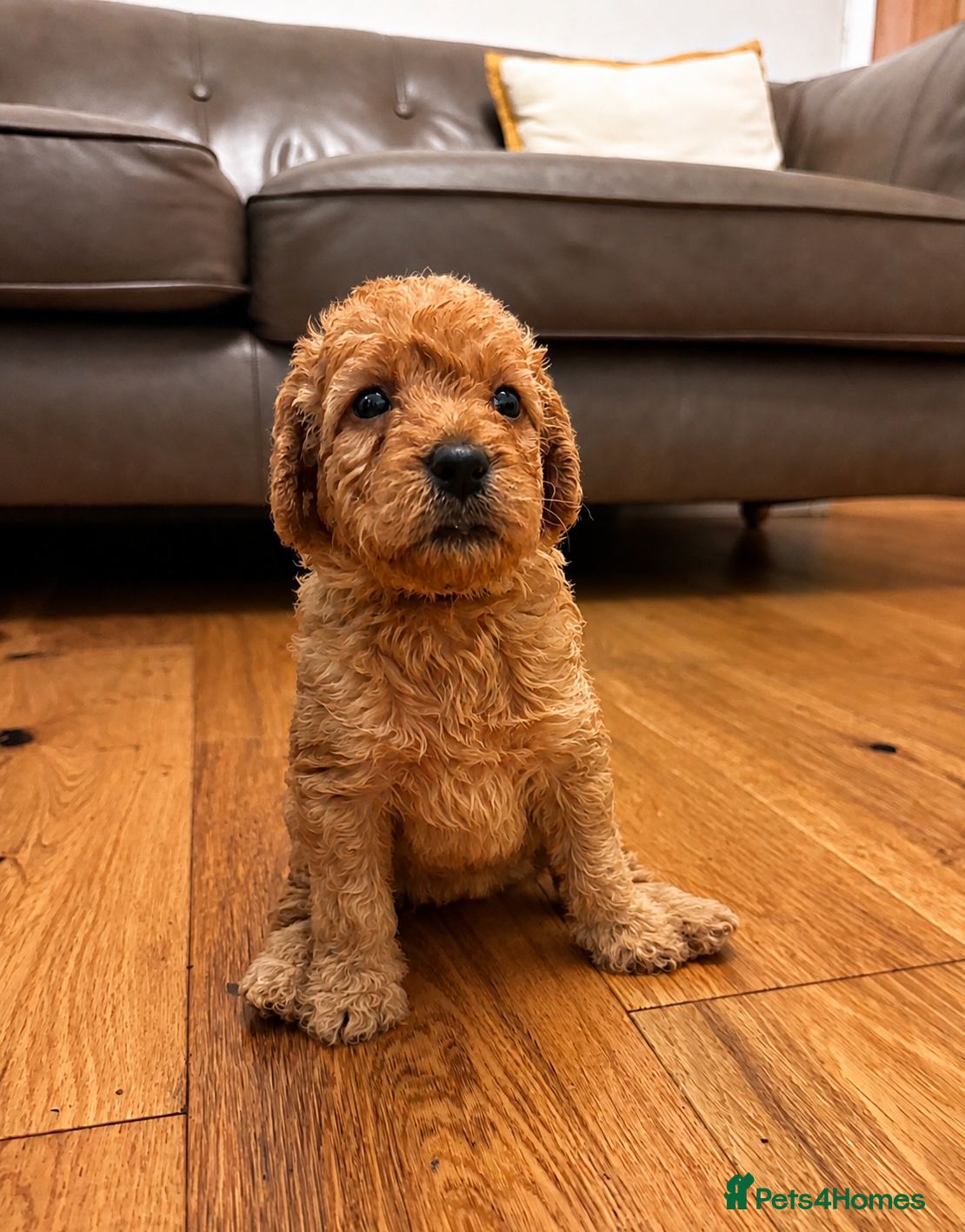 Labradoodle dogs ❤️ Beautiful Red F1b Labradoodle Puppies ❤️ - Advert 2
