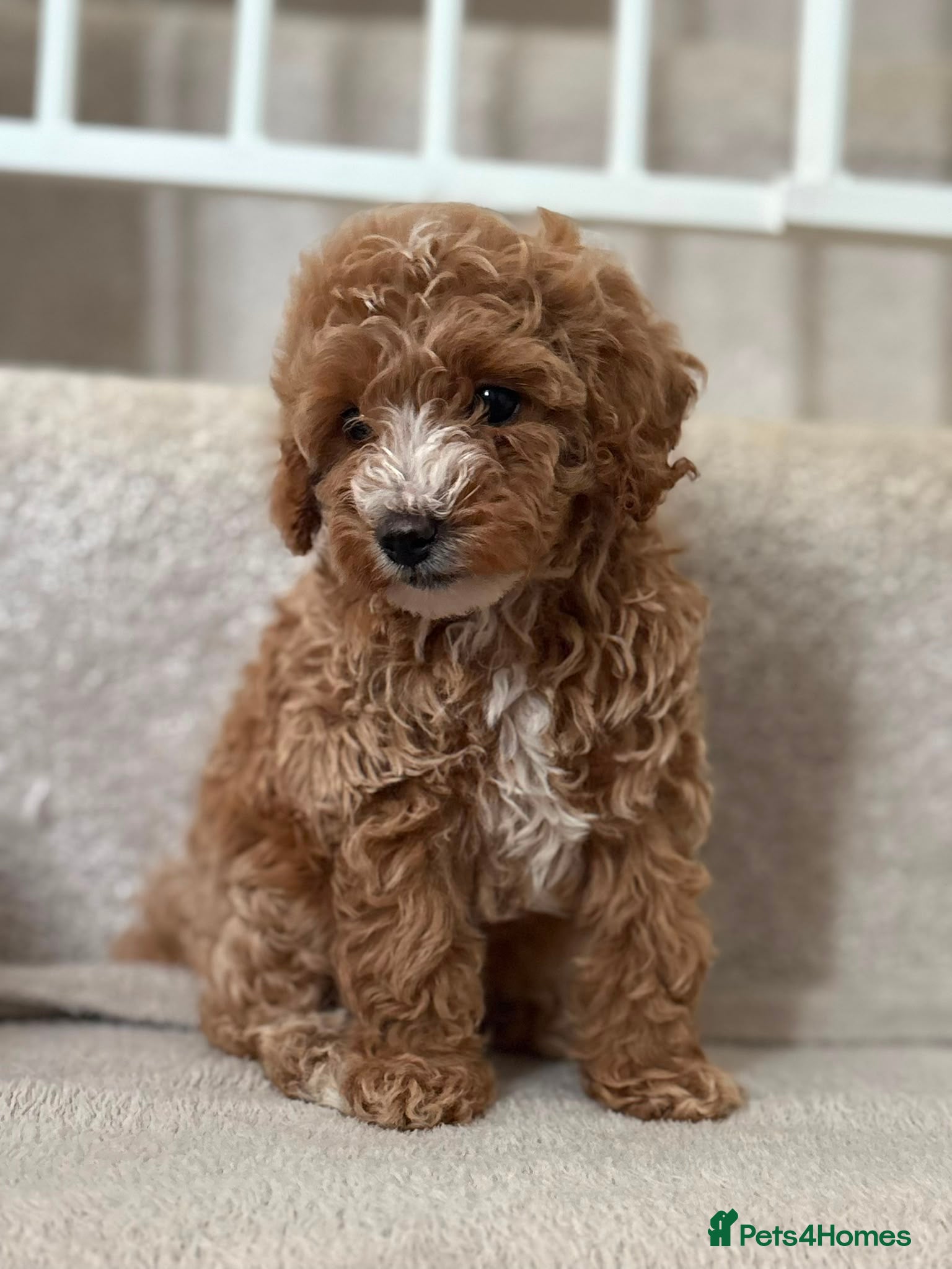 Cavapoo dogs Beautiful litter,extensively health tested parents - Advert 2