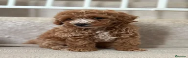 Cavapoo 1