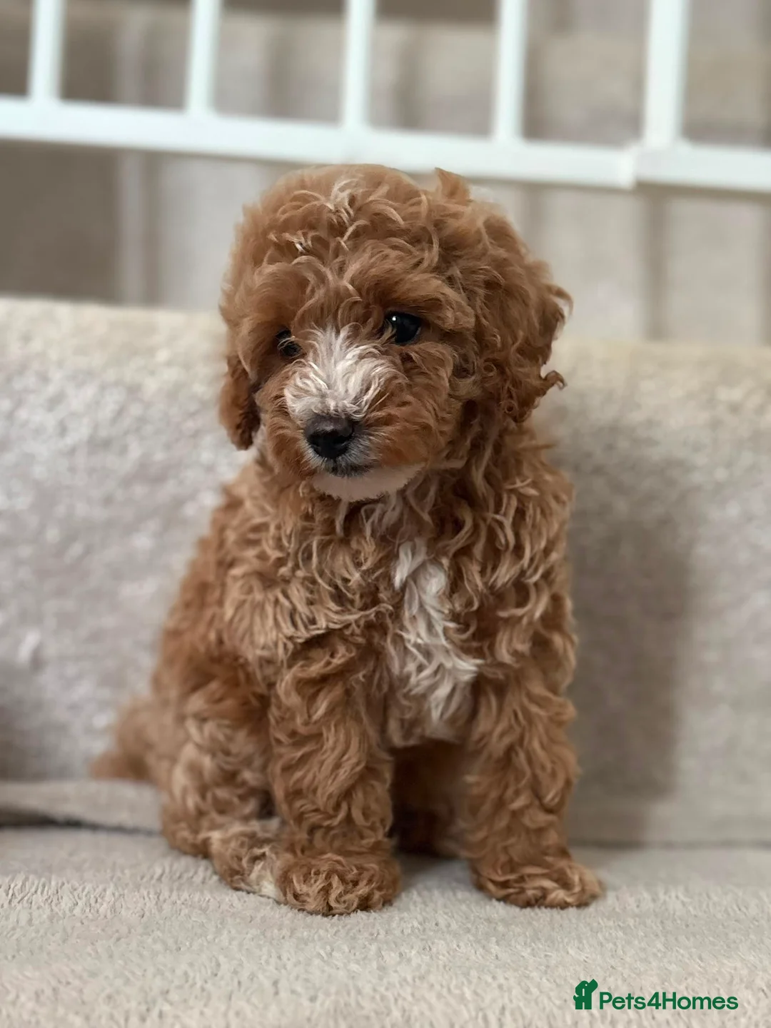 Cavapoo dogs for sale: Beautiful litter,extensively health tested parents - Advert 2