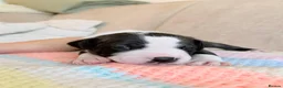 Staffordshire Bull Terrier dogs for sale: Gorgeous staffordshire bull terrier puppies - Advert 22