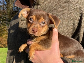 Jack Russell dogs Light Chocolate and Tan Jack Russell Boy - Advert 2