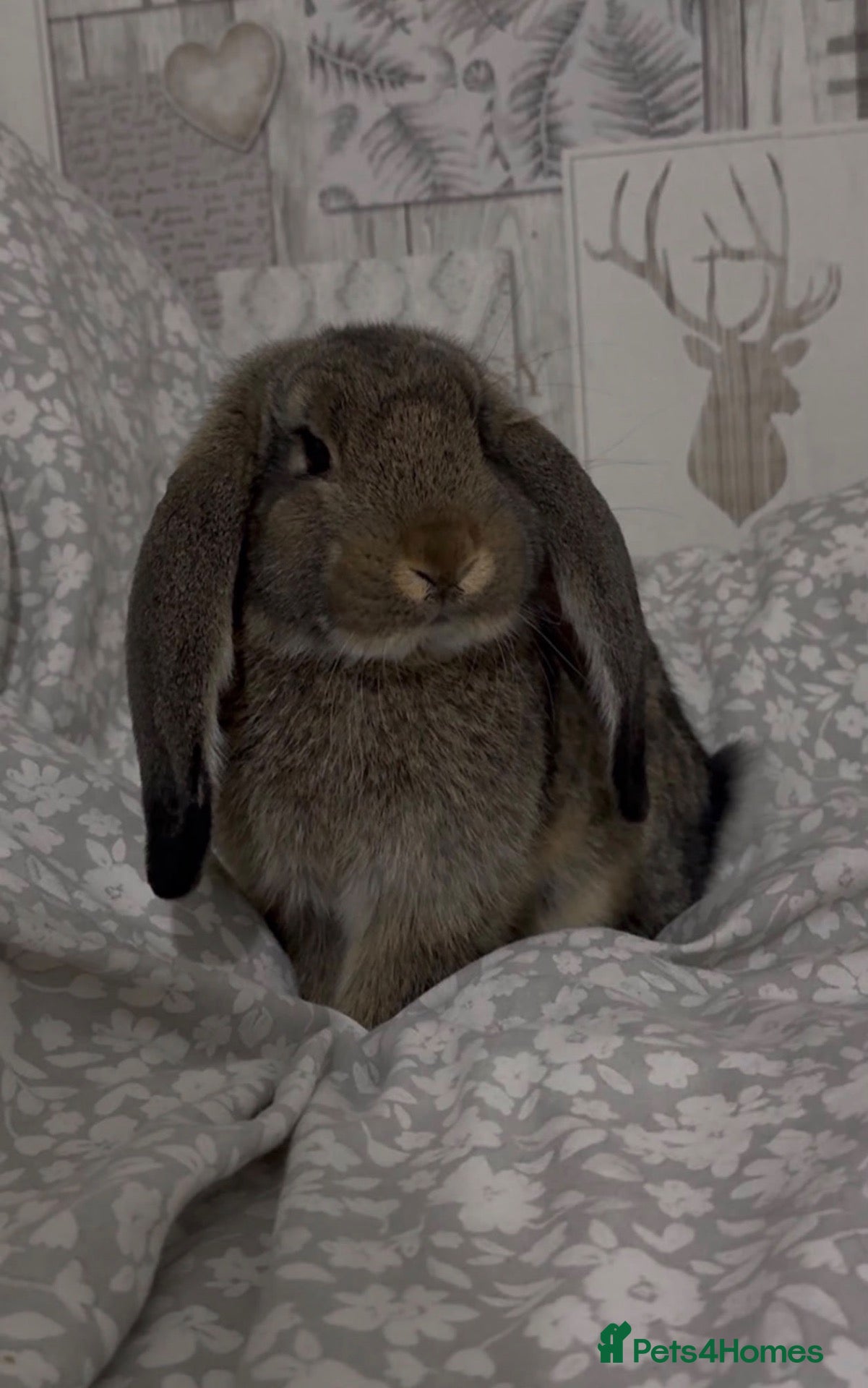 British Giant rabbits 7 month old female french lop rabbit  - Advert 4