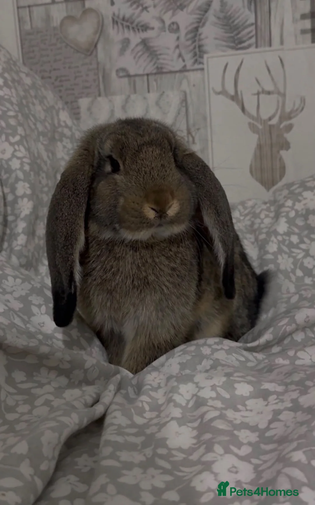 British Giant rabbits for sale: 7 month old female french lop rabbit  in Doncaster - Advert 1