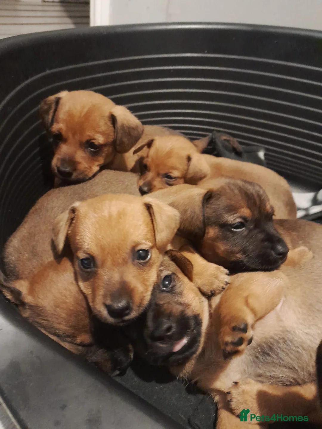 Mixed Breed dogs for sale: Cairn terriers - Advert 17