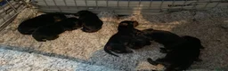 Dachshund dogs for sale: Beautiful black and tan Daschund puppies. - Advert 3