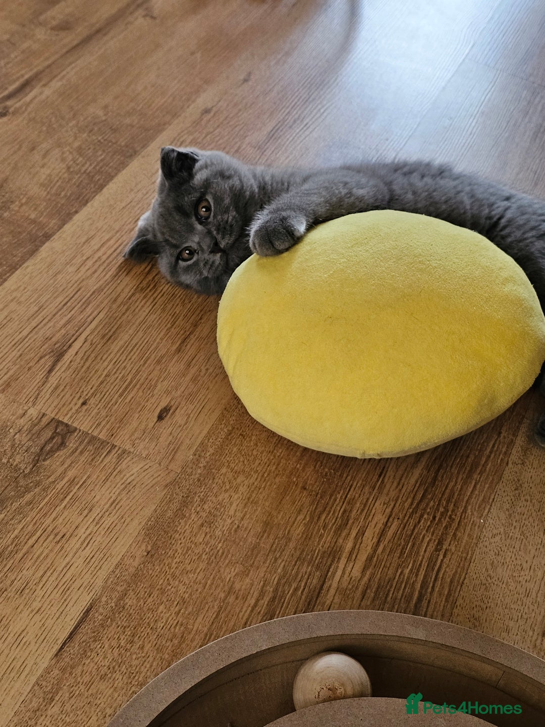 Scottish Fold cats for sale: Only 1 friendly Kitten 😸 left,smart and gentle😸 - Image 4