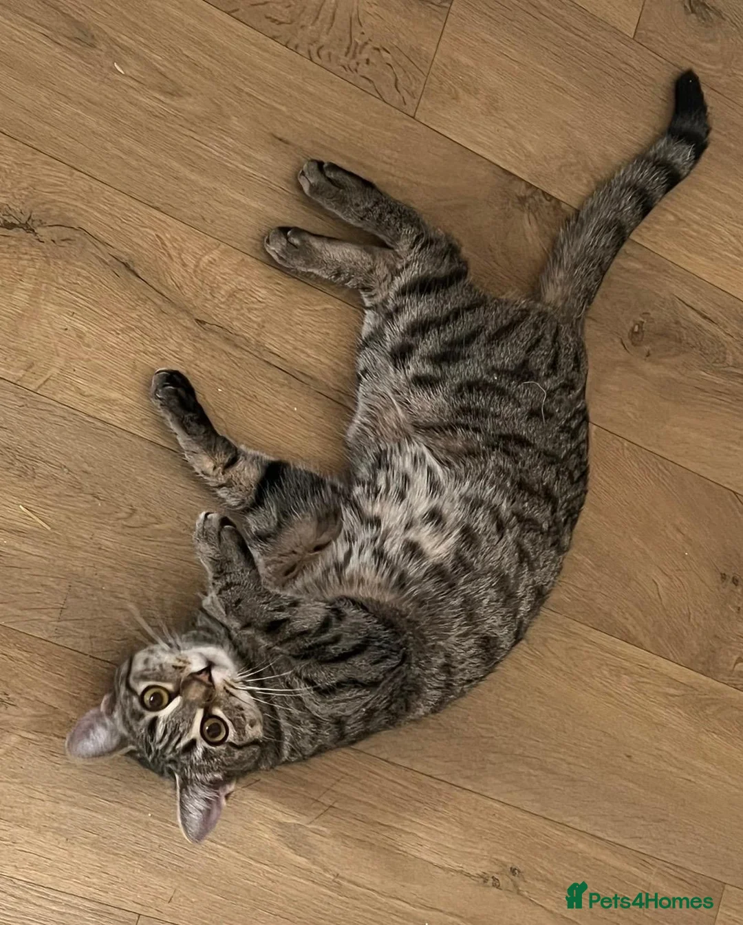 Mixed Breed cats for sale: Loving gentle cat looking for good home  in London - Advert 3
