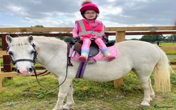 Welsh Section A horses for sale: Super safe Welsh A Mare - Image 2