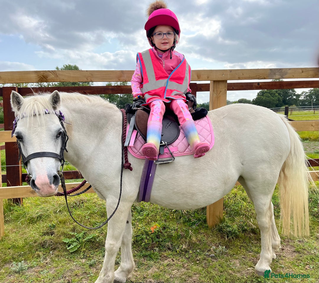 Welsh Section A horses for sale: Super safe Welsh A Mare - Image 2