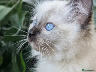 Ragdoll cats Beautiful ragdoll boys 🩵 - Advert 12