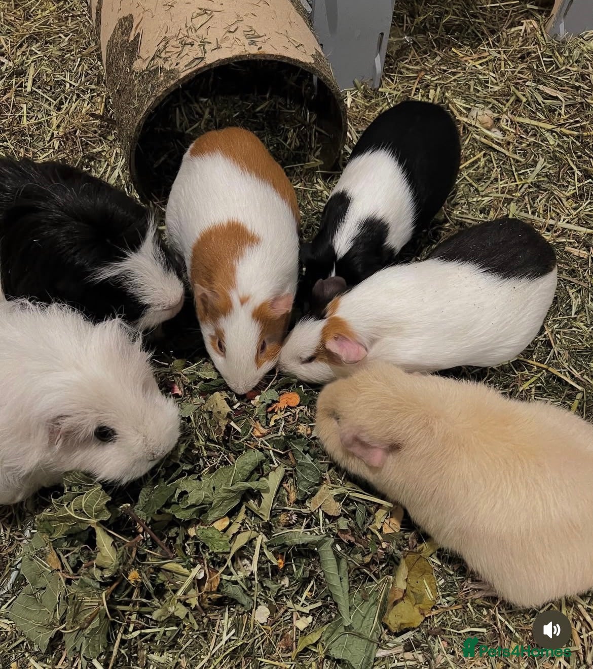 Guinea Pig rodents Female Piggies (and neutered boar) available now! - Advert 1