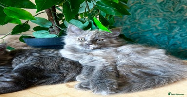 Maine Coon cats - Advert 10