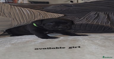 Staffordshire Bull Terrier dogs - Advert 7