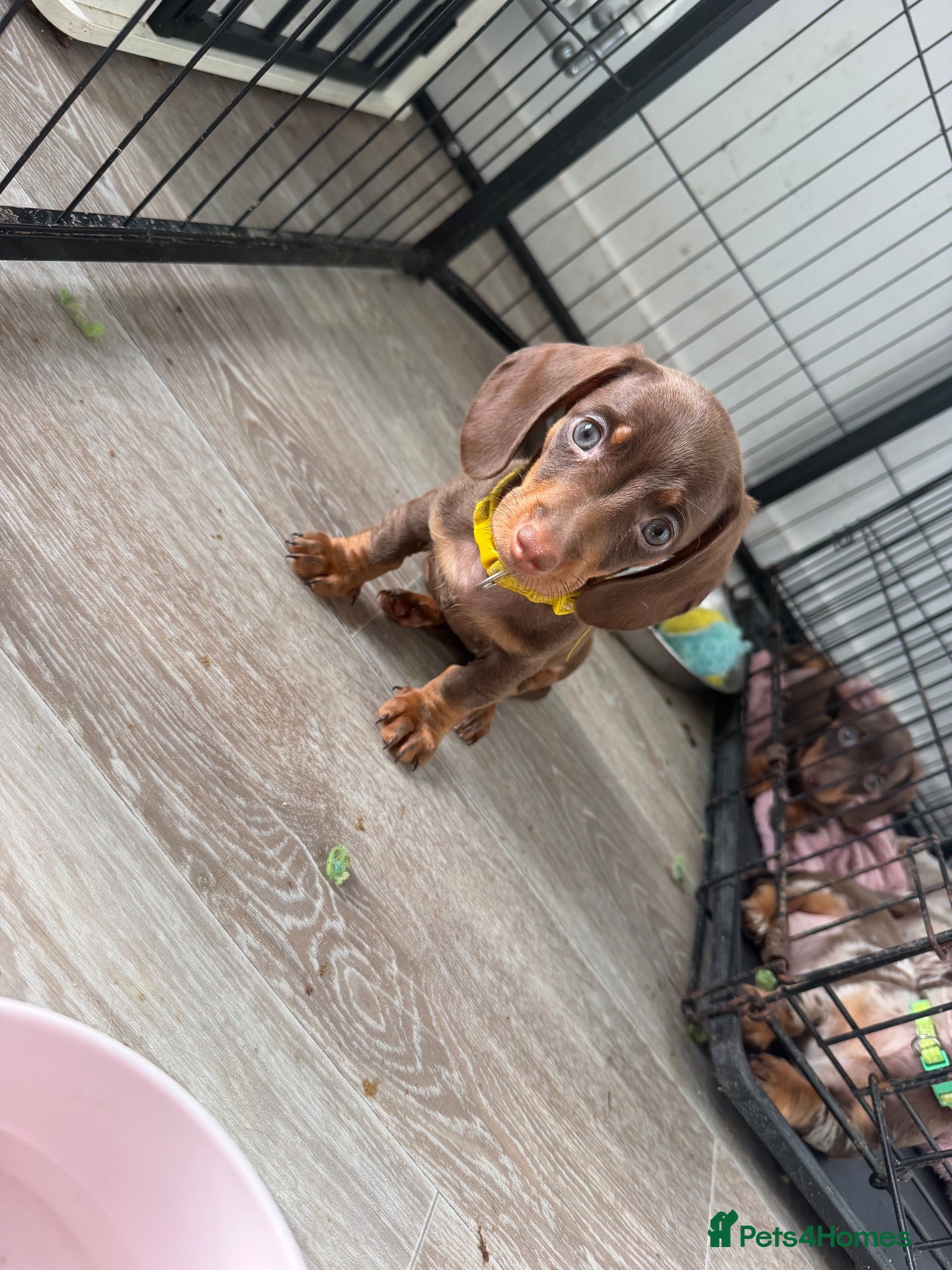 Miniature Dachshund dogs READY NOW- Minature Dachshund Puppies  - Advert 17