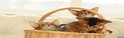 Abyssinian cats for sale: Pure breed Abyssinian kitten’s GCCF registered  - Advert 21