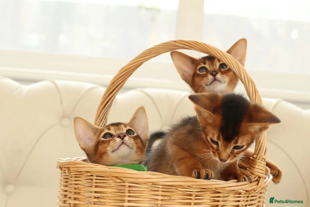 Abyssinian cats for sale: Pure breed Abyssinian kitten’s GCCF registered  - Advert 21