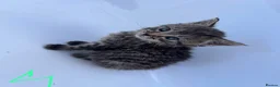 Domestic Shorthair cats for sale: Kitten domestic shorthair, tabby pattern  - Advert 7