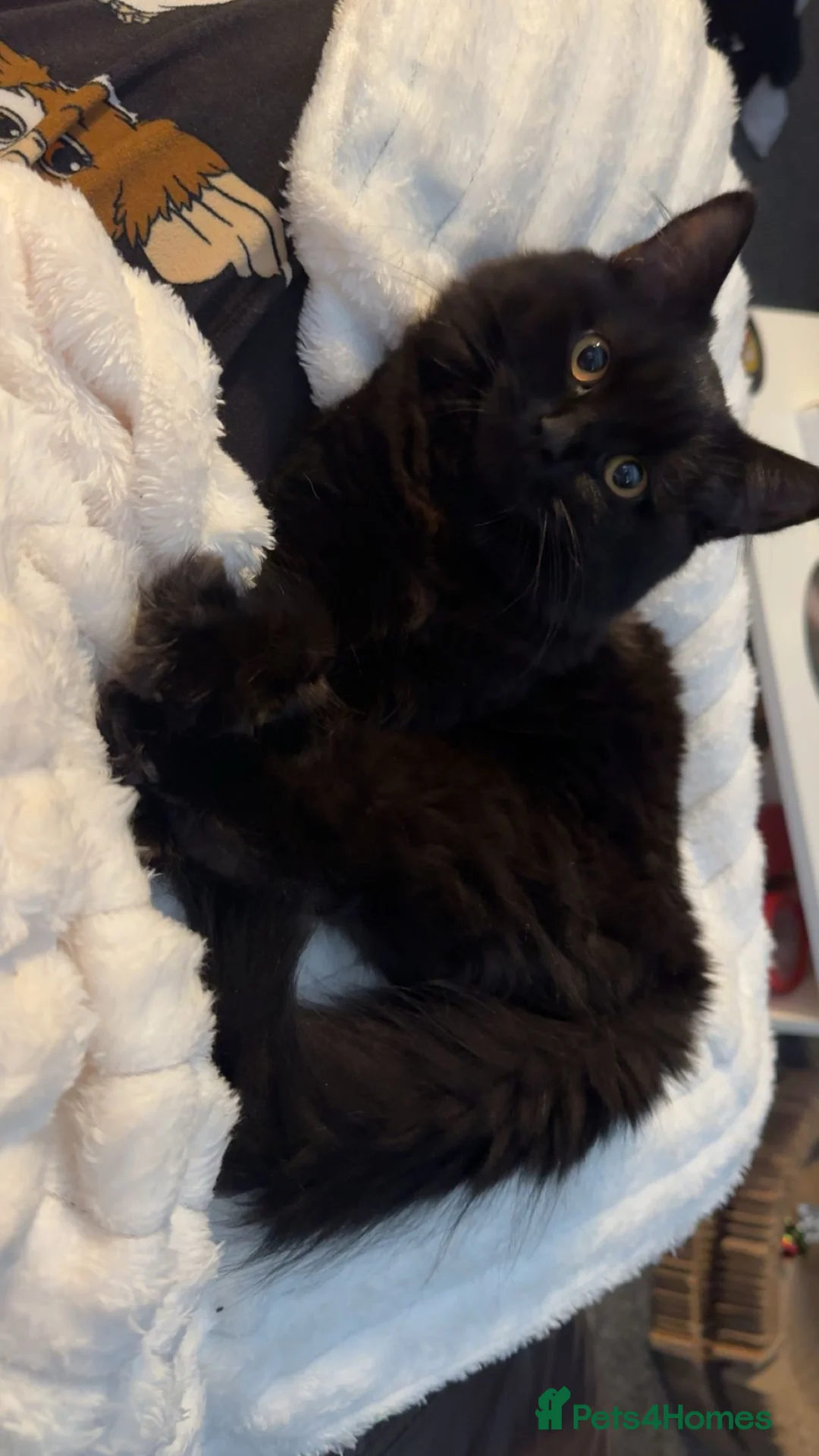 British Shorthair cats for sale: Black British Shorty hair (Zelda) for Sale in Manchester - Advert 7