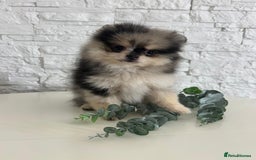 Pomeranian dogs for sale: Pomeranian champions  - Image 3