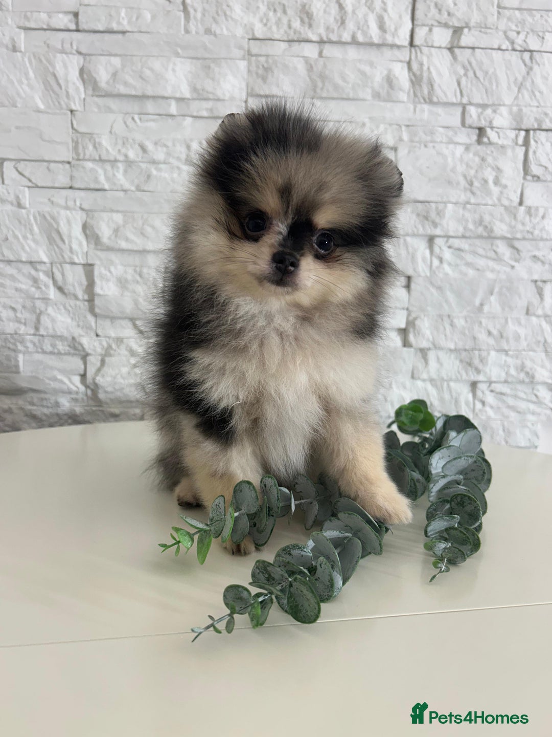 Pomeranian dogs for sale: Pomeranian champions  - Image 3
