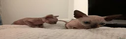 Sphynx cats for sale: Looking for for ever home ready for  **   in Merthyr Tydfil - Advert 6