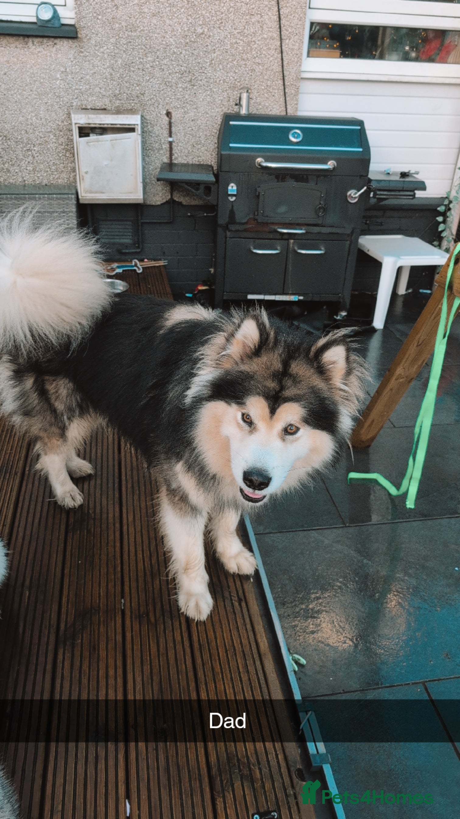 Alaskan Malamute dogs KC Registered Champion Alaskan Malamute for Stud in Bathgate - Advert 14