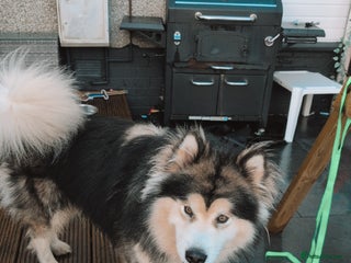 Alaskan Malamute dogs KC Registered Champion Alaskan Malamute for Stud in Bathgate - Advert 14