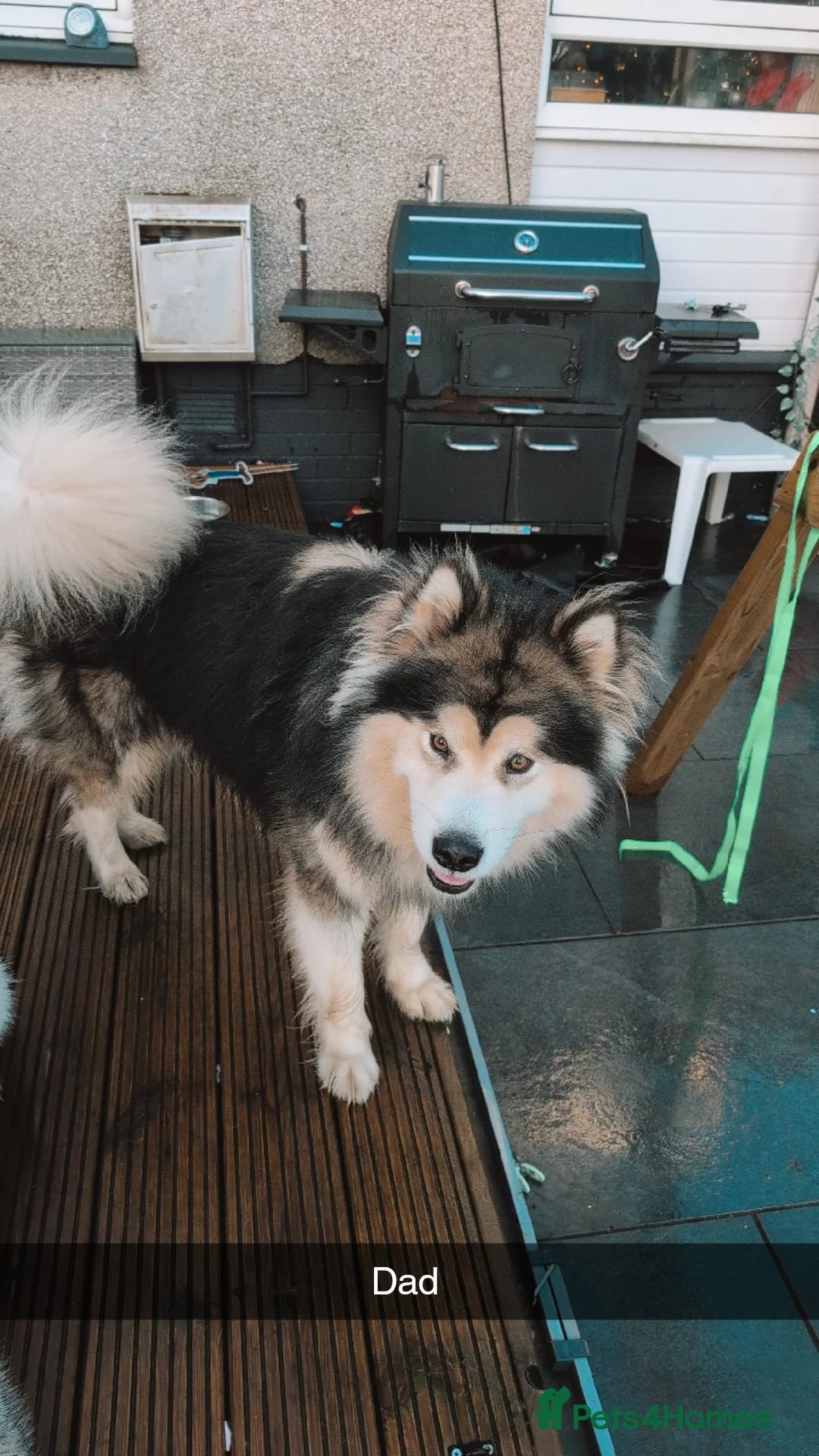 Alaskan Malamute dogs for stud: KC Registered Champion Alaskan Malamute for Stud in Bathgate - Advert 2